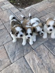 I have a male Maltese/Shih Tzu and female that are almost available