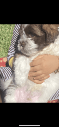 2 malshipoo puppies for sale