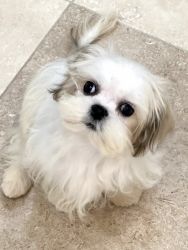 Teacup tiny Maltese/Shitzu puppy