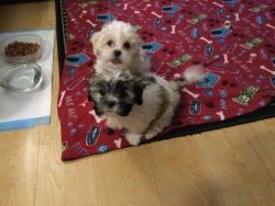 3 Cute and adorable puppiesneeds a lovable home ready to go 11/26/23