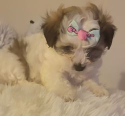 3 Shih Tzu / Maltese Puppies Available