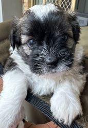 Maltese Shih Tzu Puppies - ready for new home