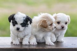 Exclusive Designer Breed: Designer Puppies Available Now!