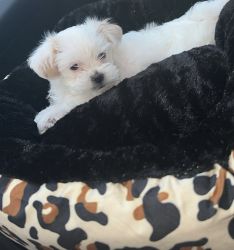 Cute puppy looking for a forever home
