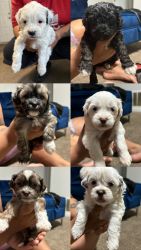 7 malshi puppies available