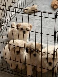 Mal Shi Puppies