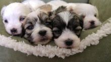 Lovely Malshis Puppies For Sale xxx) xxx-xxx0