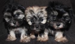 Gorgeous MaltiTzu Puppies