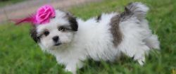 cute Mal-Shi puppies for sale