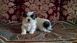 Cute MalShi Puppies Available