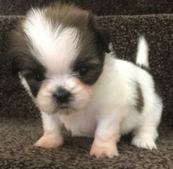 #Quality Malshi Puppies For Sale