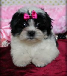 Charming Mal Shi puppies For Sale