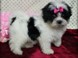 Most Beautiful Mal Shi puppies for sale