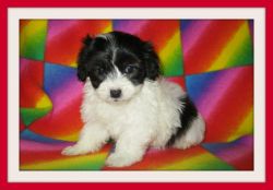BEAUTIFUL MALTESE AND POODLE PUPS MUST SEE IN SAN JOSE AREA!!!