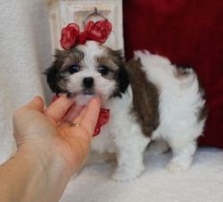 Stunning Mal-Shi puppies For Sale