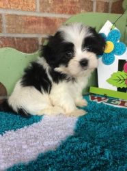 Cute Mal Shi puppies FOR SALE