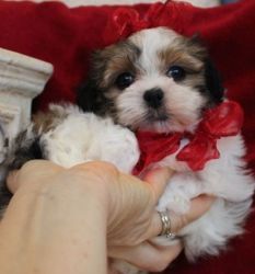 Affectionate Toy Mal Shi Puppies Available