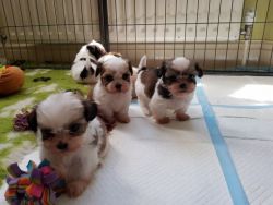 Re-homing 6 lovely Malshi(Maltese X Shih Tzu) puppies