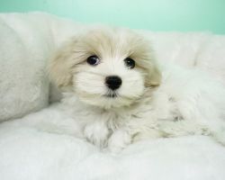 Malshi Puppy- Male- Beanie ($1,399)
