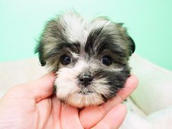 Malshi Puppy – Male- JoJo ($1,399)