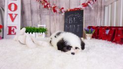 Malshi Puppy – Female - Hilton ($1,350)