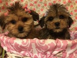shorkie puppies 10wks nonshed