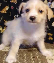 Well socialized Malchi puppies for sale