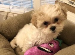 Fluffy and healthy Maltese Shihtzu Puppies