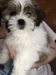 Adorable Shih Tzu puppy for sale