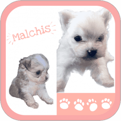 Malchi puppies *Adorable*