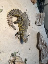 Uromastyx for sale