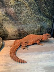 Uromastyx for Rehoming