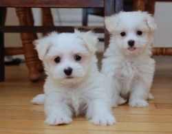 Lovely Maltese Puppies Available