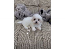 male and female maltese puppies for sale