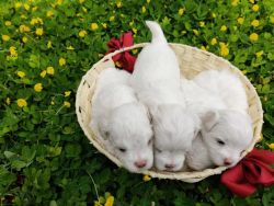 Malteese male and female puppies for sale