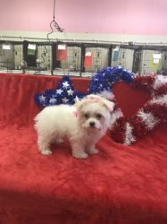 Maltese Puppy for Sale in
