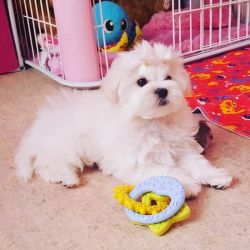 Male and female maltese puppies for sale