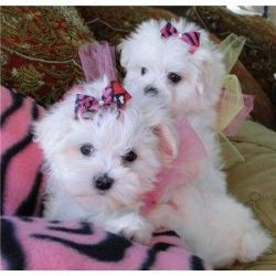 5 Maltese Puppies swkate2 at gmail^com