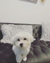 8mo old Maltese pup for sale