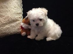 knowledgeable Maltese puppies