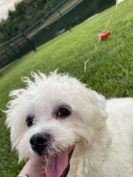 8 month old Male Maltese