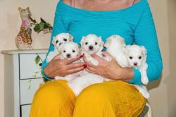 11 weeks old maltese puppies available vaccinated