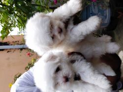 Amazing Maltese puppies
