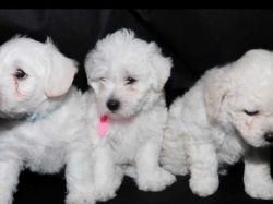maltese puppies available for sale now