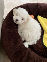 Cute Male Maltese Puppy 40 days old
