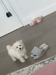 Puppy Maltese for sell