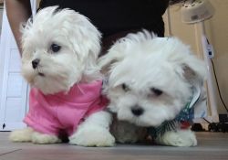 male and female maltese puppies available