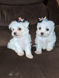 Maltese puppies ready to go vet check and have first shot.