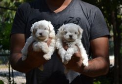 Maltese puppies available with kci