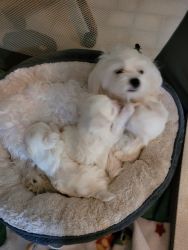 Maltese puppies for sell